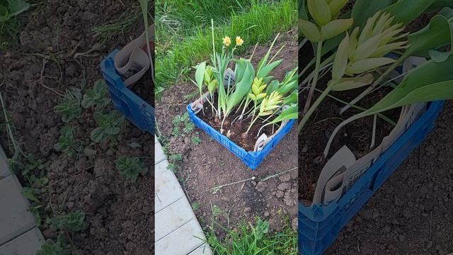 КАК ПОСАДИТЬ ЛУКОВИЧНЫЕ ПРАВИЛЬНО? смотреть онлайн