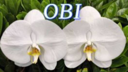 №1087/ ОБЗОР свежих ОРХИДЕЙ в OBI смотреть онлайн