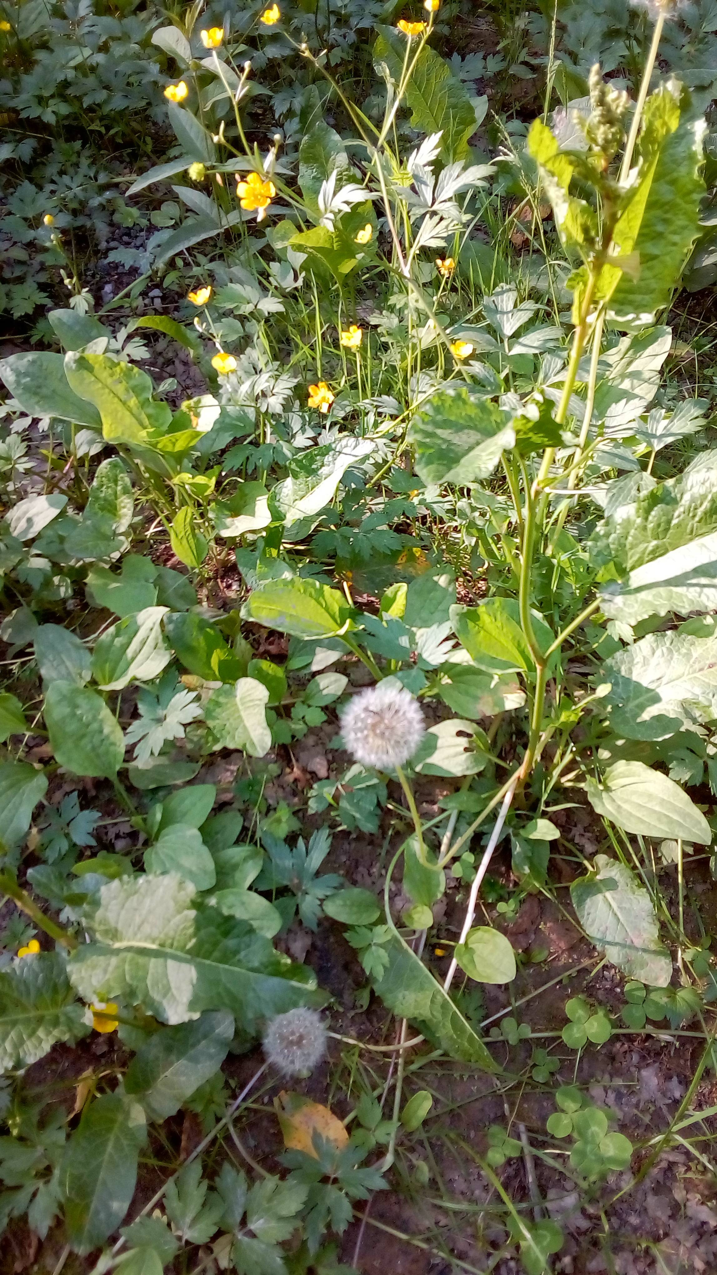 А лето цвета.... смотреть онлайн