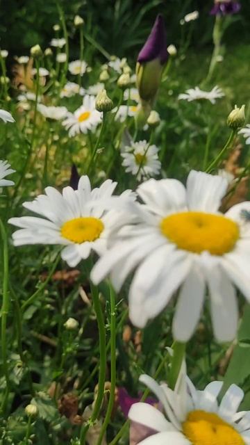 Дачная красота смотреть онлайн