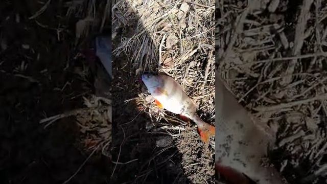 Поймал окуня смотреть онлайн