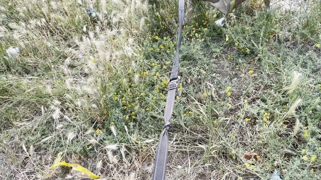 Как отучить собаку подбирать все с земли