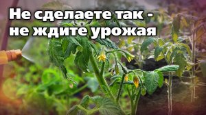 Чем подкормить помидоры в начале лета. Рекомендации опытного садовода