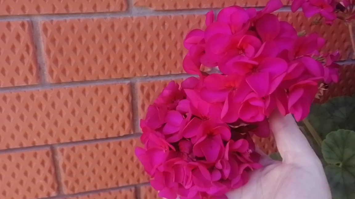 Чем удобряю пеларгонии