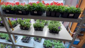 Рассада петунии серия Пикобелла от компании Синджента