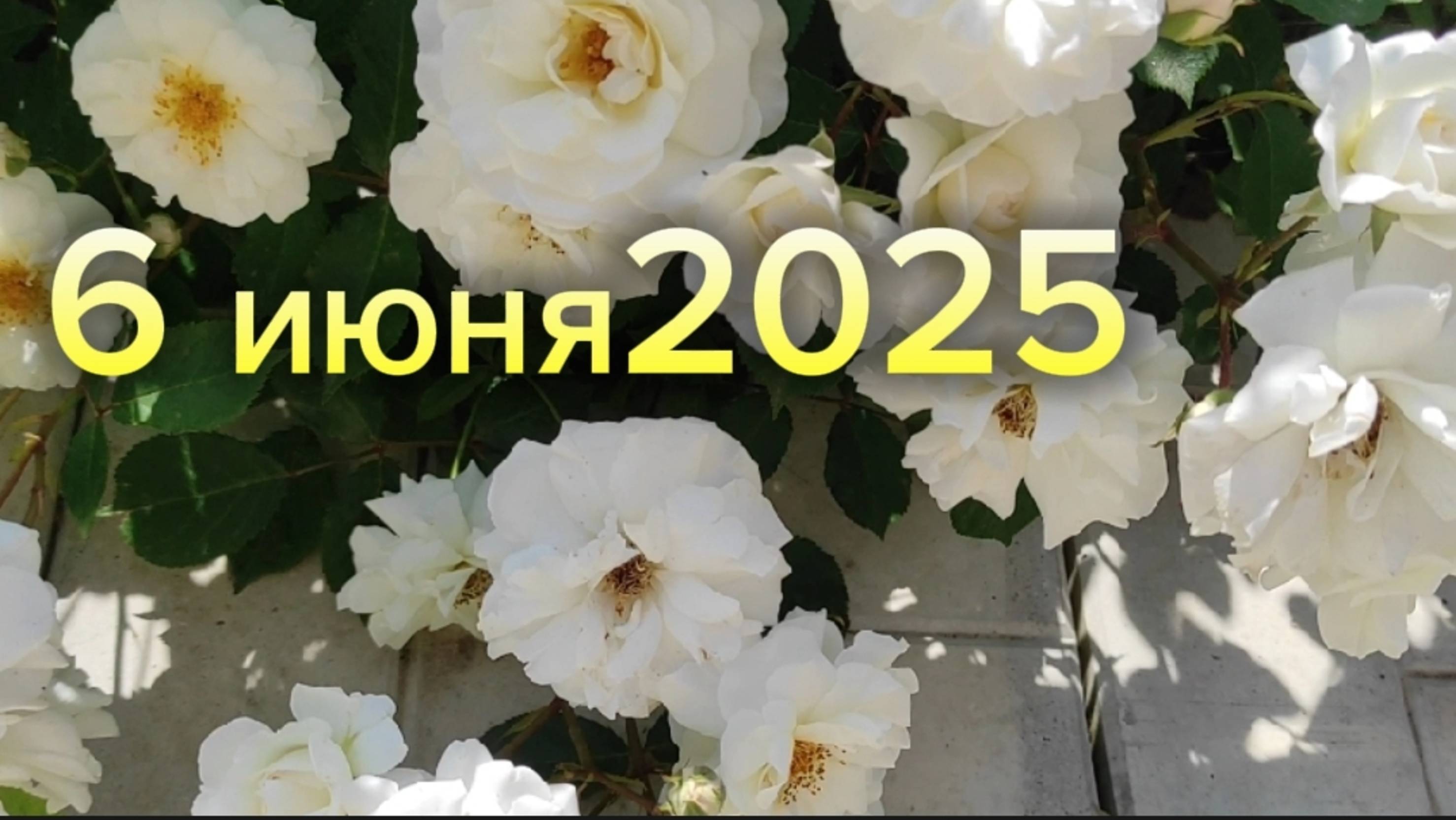 6 июня 2025 г. Воронежская область. смотреть онлайн