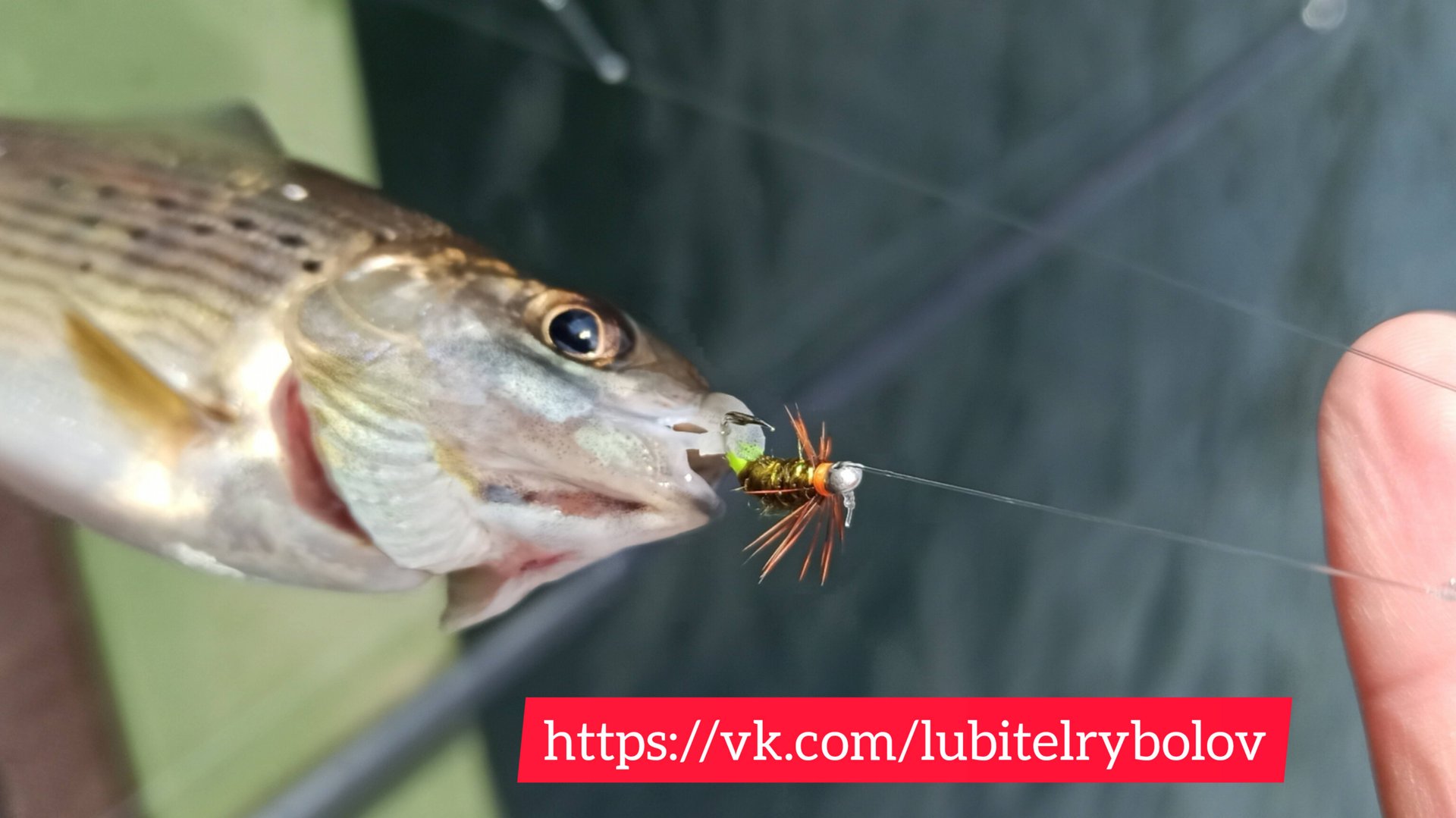 изготовление мушки "оливка" смотреть онлайн