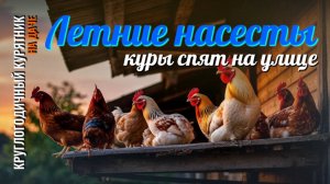 ЛЕТНИЕ НАСЕСТЫ для кур - все спят на улице