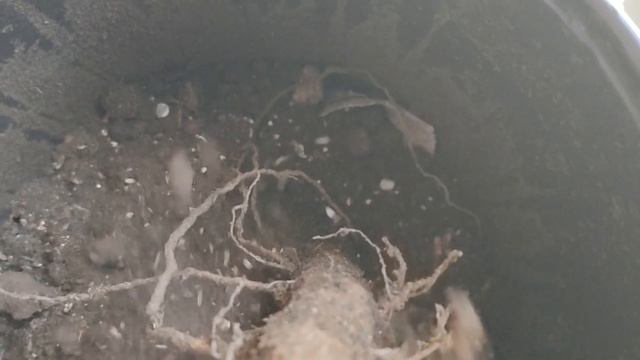 04.03.24 📦покупка, персик ICE PEACH