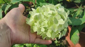 ВЫРАЩИВАНИЕ ГОРТЕНЗИЙ в ГОРШКАХ на юге  в ЖАРУ #гортензия #обзорсортовгортензий #цветениегортензий