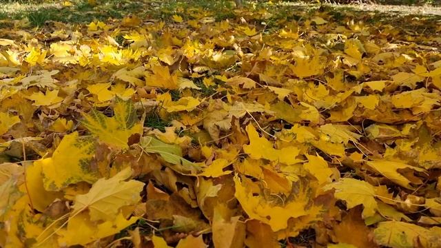 Золотые дни природы - 