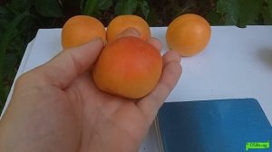 абрикос Меджик Кот, Астрахань 15.06.24г