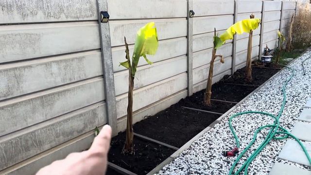 Открыл банан Musa Basjoo после зимы 🌴 8 марта 2025