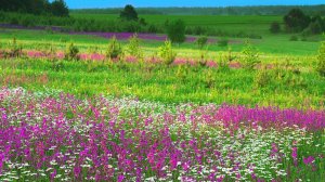 Песня "Русское поле" Кавер
