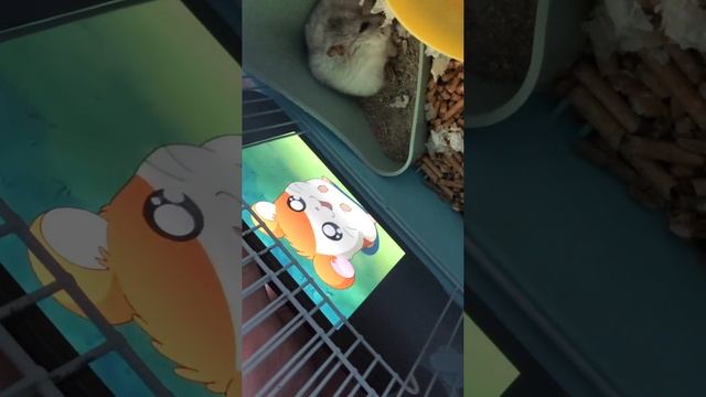 Хомяк смотрит аниме Hamtaro #pets #animals #cute #cuteanimals
