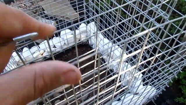 DIY Gabion