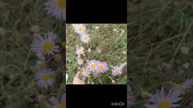 луговые цветы и животные Хакасии прекрасная музыка#пр