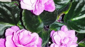 Онлайн Магазин Фиалок. Фиалки у Алисы.