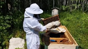 6, 06 ,2025 г. учусь делить пчелосемьи.