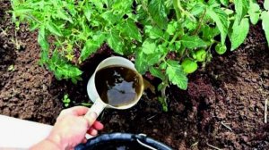 СРОЧНО ПОД ТОМАТЫ В ИЮНЕ. Внесете 1 раз и томаты попрут