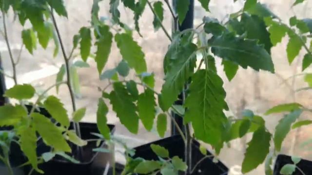 Томаты в бутончиках! 23.04.19