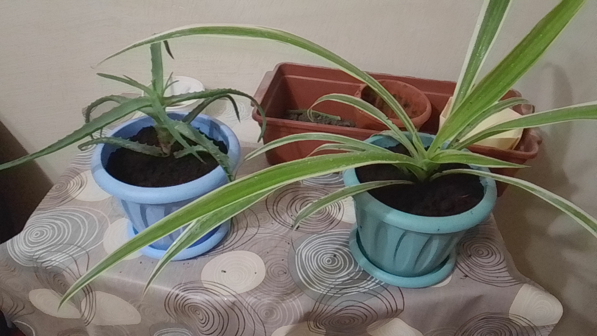 Пересадила Цветы в новые горшки 🌺 смотреть онлайн