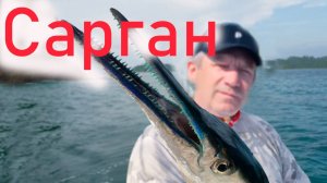 Сарган долгожданный, как мы его ловили на Балтике.