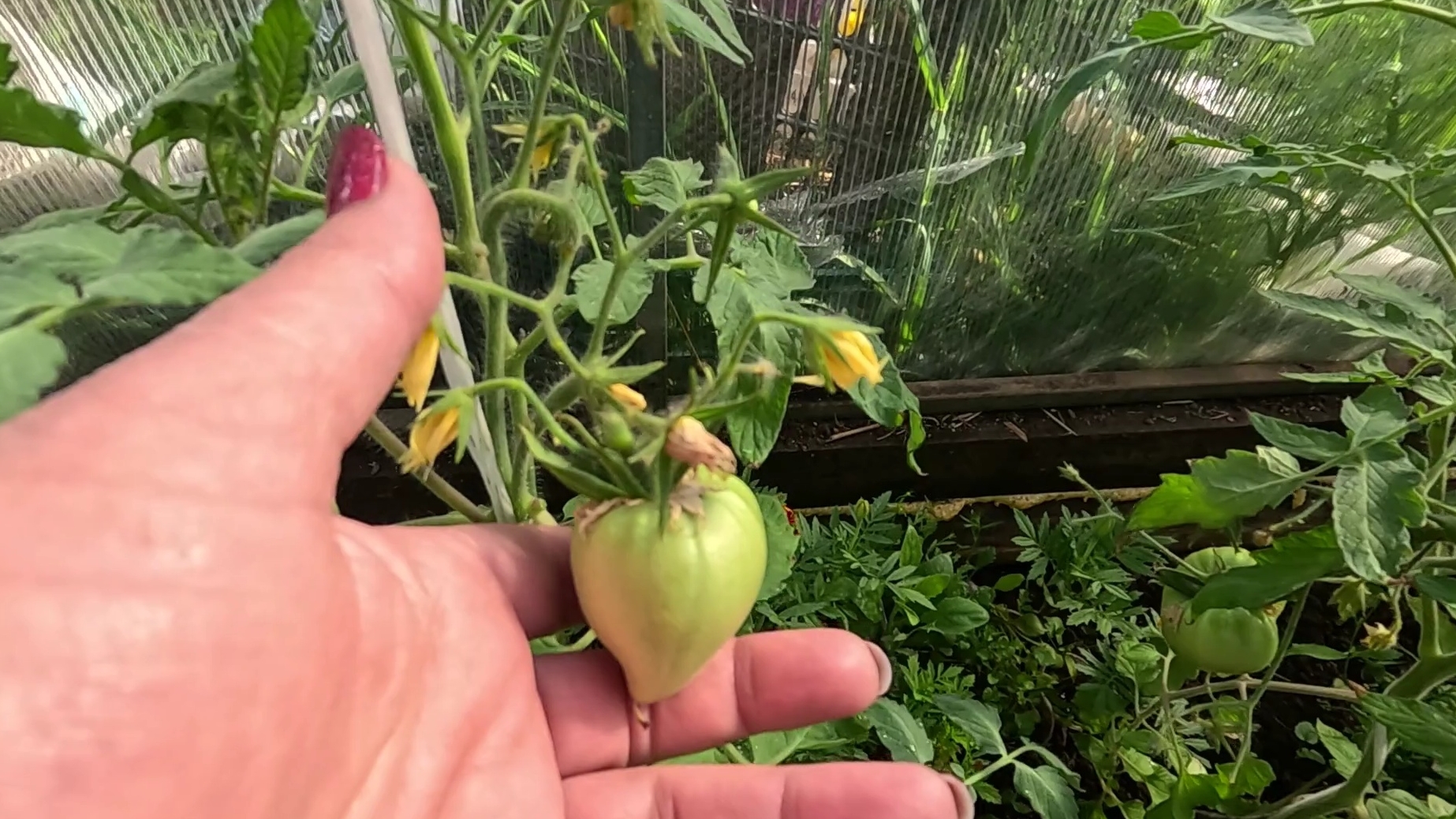 Как всё успеть... Проворонила, чуть всё не сожрали... смотреть онлайн