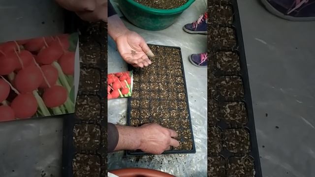 начинаем дачный сезон, сеем редис. Сеем репички в къщи,