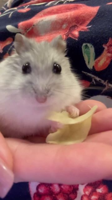 Вкусная минутка #pets #cute #cuteanimals #animals