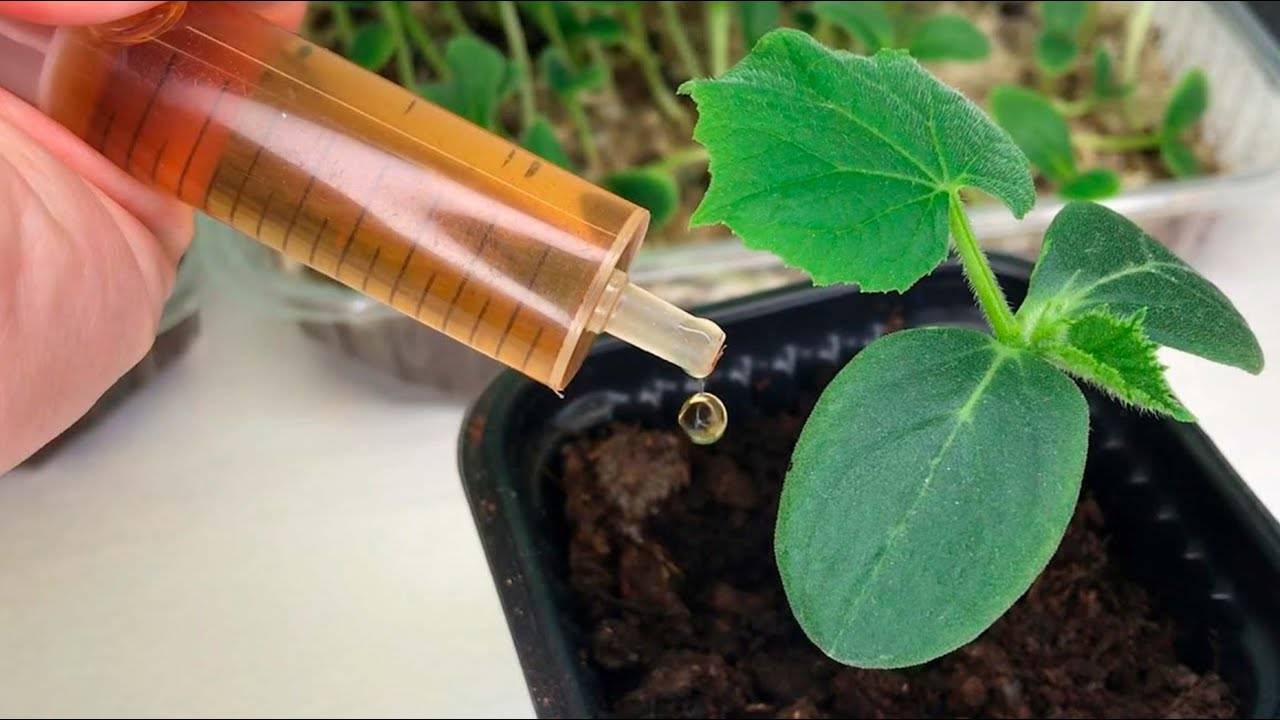 Секрет крепкой рассады низенькая, толстенькая и не вытягивается!