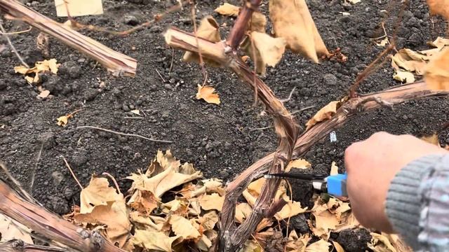 Обрезка 3х летнего куста винограда