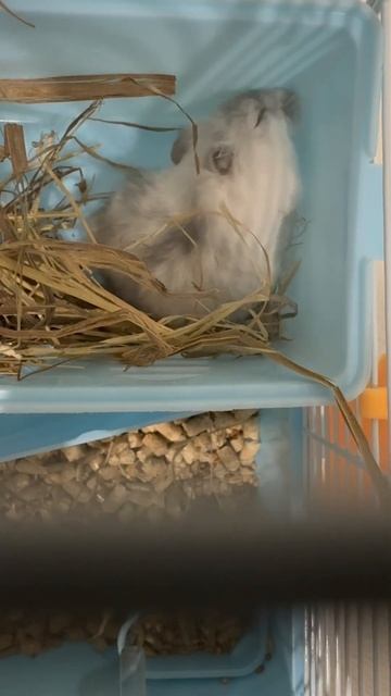 Джунгарик зевает