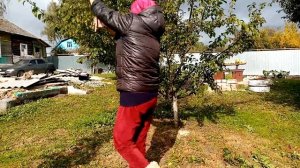 Осенняя Обрезка🌳АЛЫЧИ на ЗИМУ👍👍👍.   6 октября 2023г?