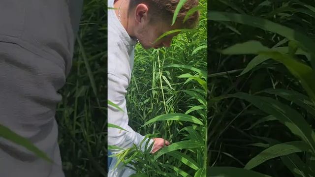 Русский Чай