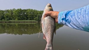 Рыбалка на толстолобика летом 2025