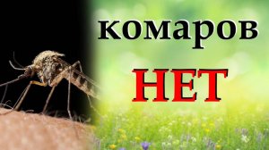 Как избавиться от комаров. Рассмотрим  покупные и народные средства
