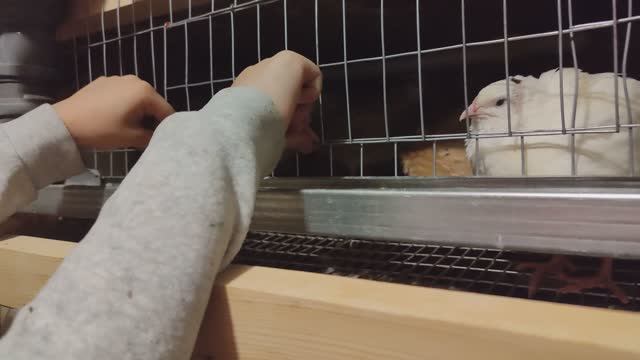 Наши куры самые умные в мире! 😂 Открывают клетку. смотреть онлайн