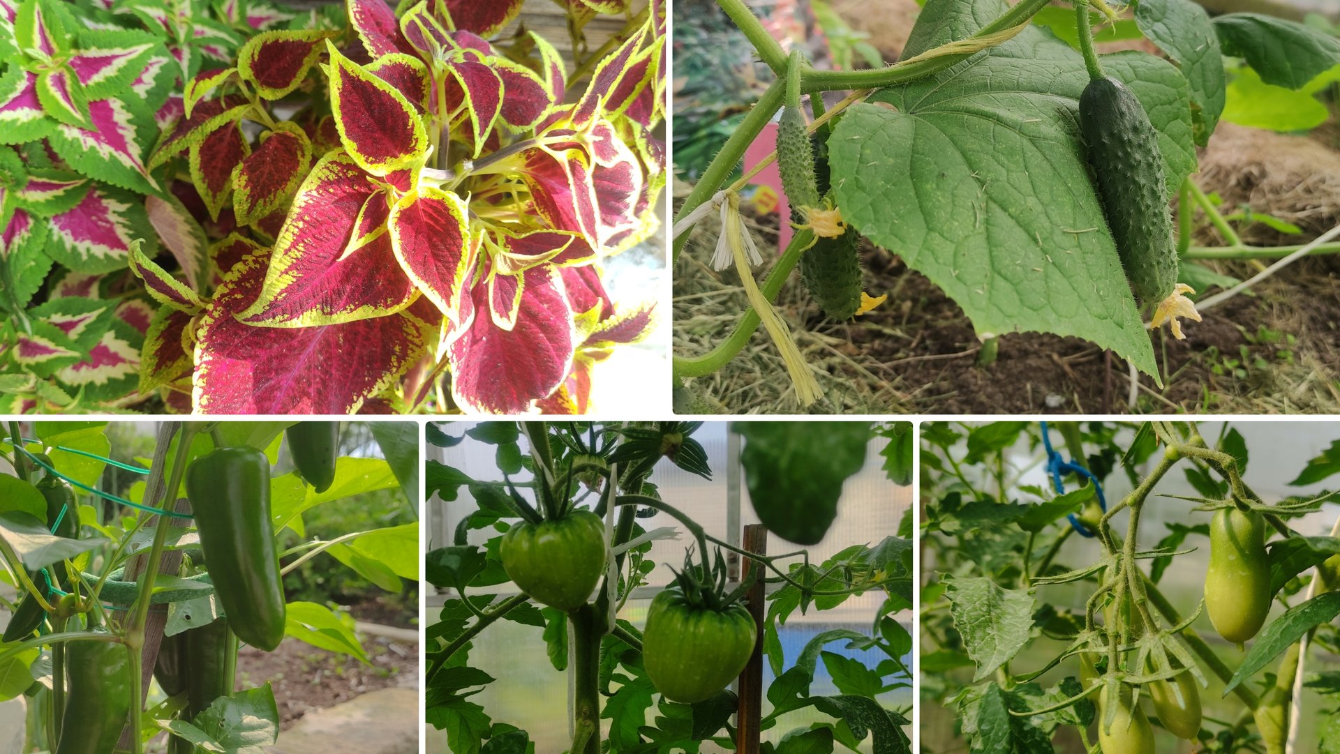 Огородные будни. Первые огурчики. Колеусы из семян. Профилактика томатов от фитофтороза. Голубика. смотреть онлайн