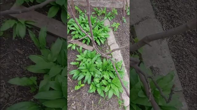 Наш маленький сад и огород! Обзор! Хочу, чтобы весь мир