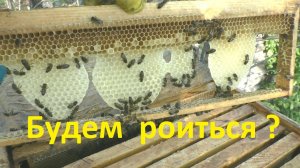 Способы определения роевого состояния семей пчел