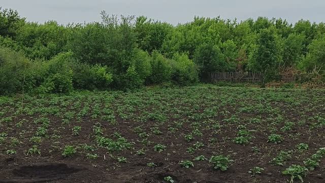 Вести с полей, серия 7. Завершение посевной компании. смотреть онлайн