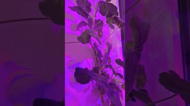 Домашний огород и животные