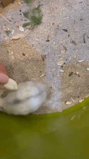 Наш хомякМилый попрошайка