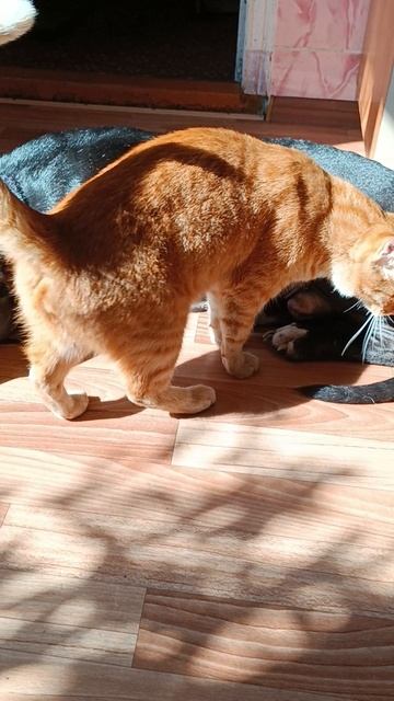 Друг пожаловал😼🐶 смотреть онлайн