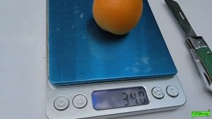 абрикос сорт Колорадо, Астрахань 05.06.24г