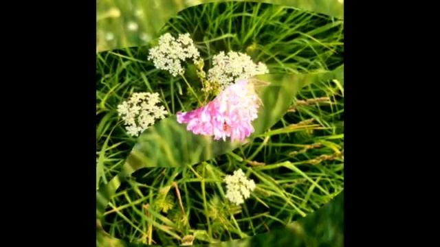 Цветы, природа, июнь, лето и прекрасные мелодии.Люблю июнь💚💜💕💛☀️🌺.mp4 смотреть онлайн