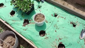 Посадка рассады клубники на грядку, покрытую мульчирующим двухслойным спанбондом