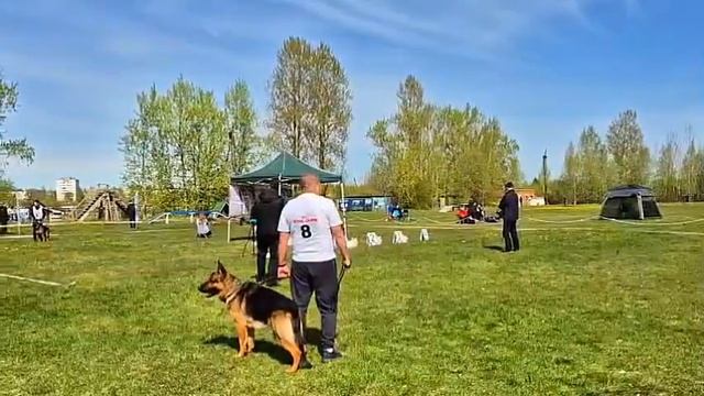 2 Оч/хор ЮСС San-Rathelle EMPIRE №7 / КЧК САНКТ-ПЕТЕРБУРГ 17 мая`25 Г.Гринько Моно немецких овчарок