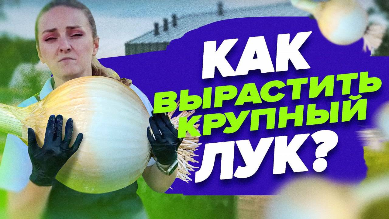 СДЕЛАЙТЕ ЭТО, ЧТОБЫ ВЫРАСТИТЬ КРУПНЫЙ ЛУК ИЗ СЕМЯН смотреть онлайн